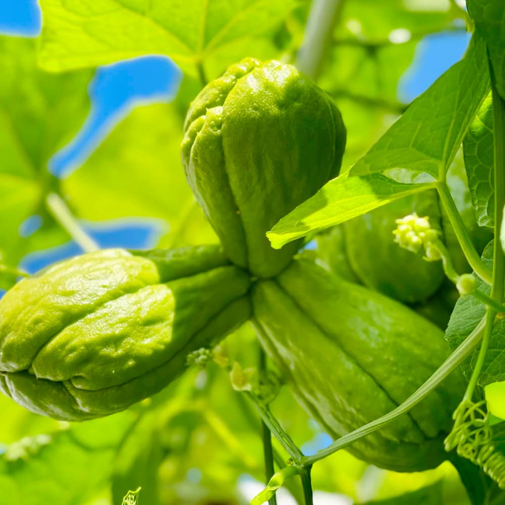 Fresh Organic Chayote From South China¡ª1Kg