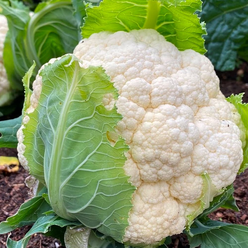 Vegetable Chappan Kaddu Seeds 001 Packs¡ª1Kg