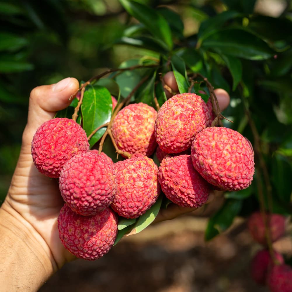 VietNamese Specialty Fresh Litchi Plump Fruit