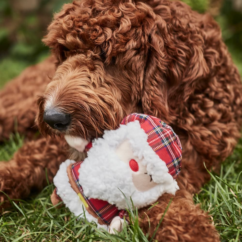 Christmas Stocking Stuffer for Pets